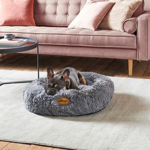 Pet Packs & Accessories