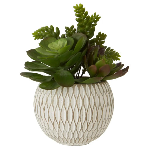 White Ceramic Round Pot Mixed Succulent 23x 20cm