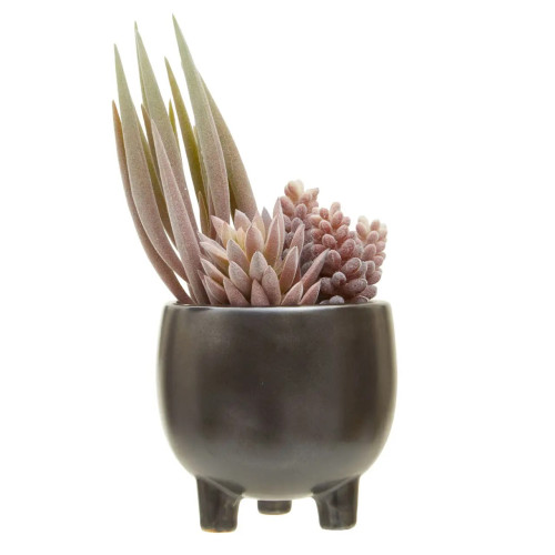 Grey Ceramic Round Pot Mixed Succulent 25 x 14cm